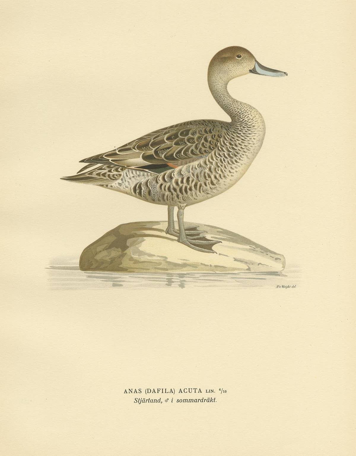 Antique Bird Print of the Northern Pintail 'in summer' by Von Wright '1929'