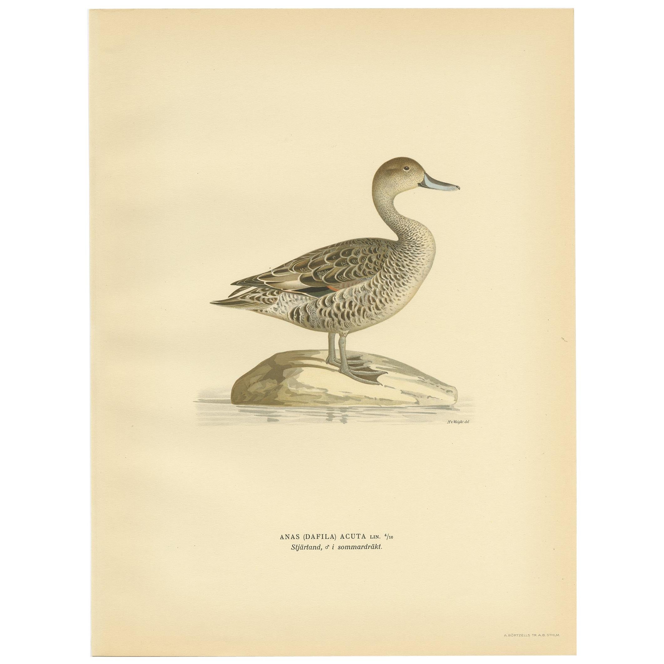 Antique Bird Print of the Northern Pintail 'in summer' by Von Wright '1929' For Sale