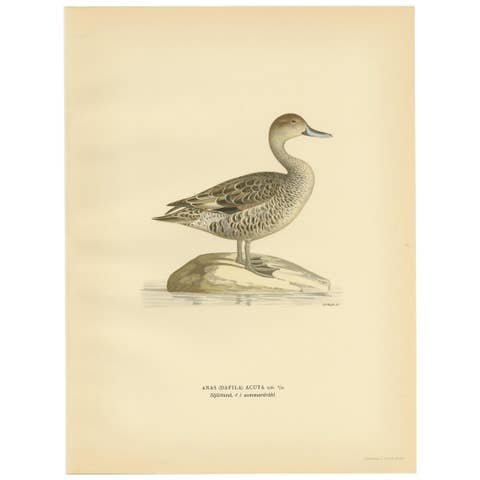 Antique Bird Print of the Northern Pintail 'in summer' by Von Wright '1929'