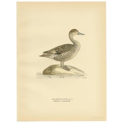 Antique Bird Print of the Northern Pintail 'in summer' by Von Wright '1929'