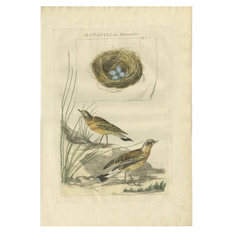 Impression ancienne d'oiseau de l'aube de blé du Nord par Sepp & Nozeman, 1789