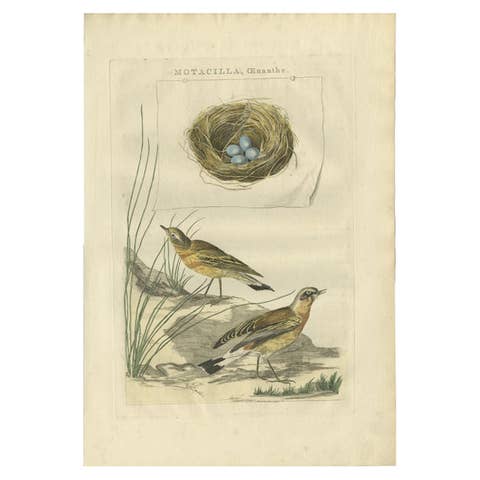 Antique Bird Print of The Northern Wheatear by Sepp & Nozeman, 1789
