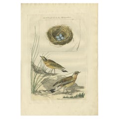 Impression ancienne d'oiseau de l'aube de blé du Nord par Sepp & Nozeman, 1789