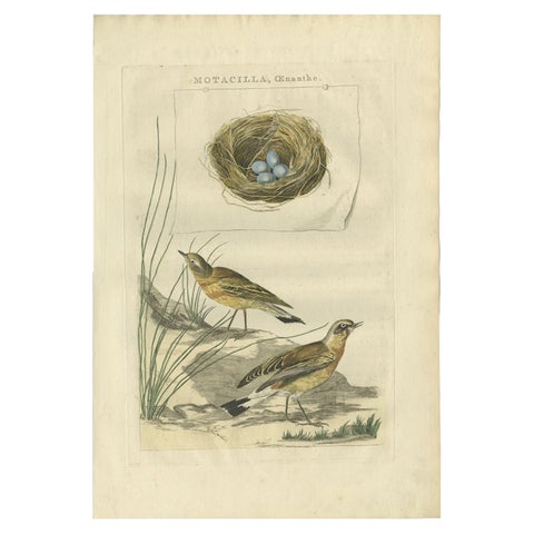 Antique Bird Print of The Northern Wheatear by Sepp & Nozeman, 1789