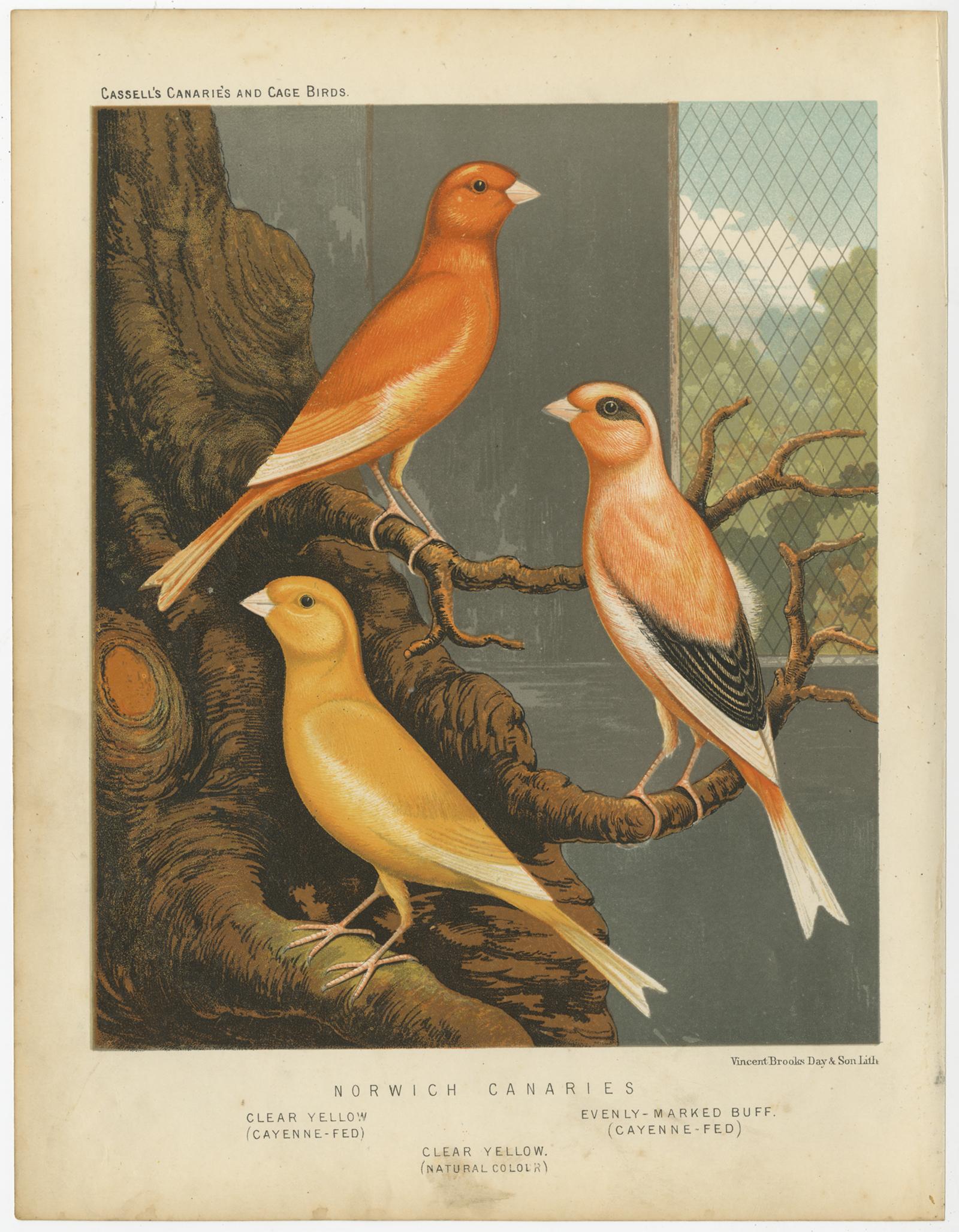 Impression ancienne d'oiseaux intitulée 'Norwich Canaries 1. Jaune clair (nourri à la cayenne) 2. Jaune clair (couleur naturelle) 3. Evenly-Marked Buff (Cayenne-Fed)' Ancienne gravure d'oiseaux représentant les Canaris de Norwich : Jaune clair