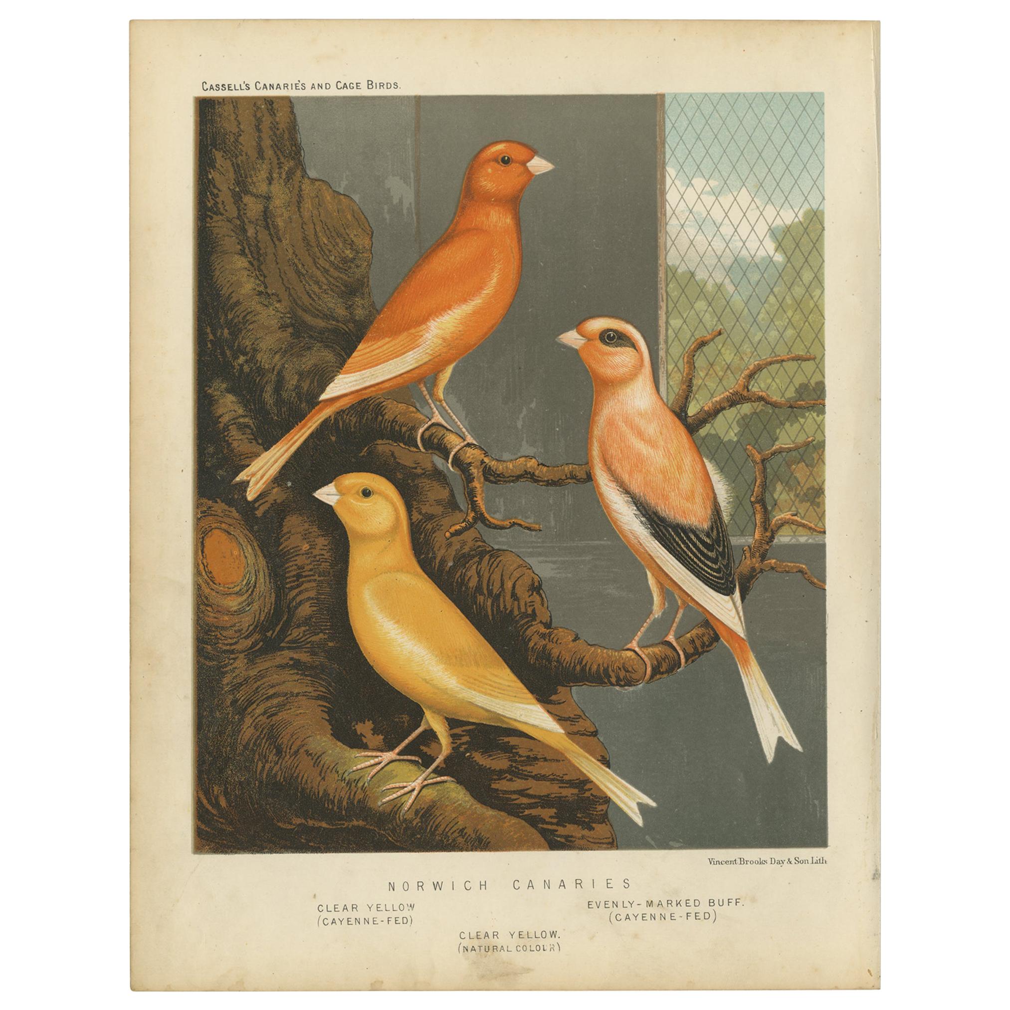 Antique Bird Print of the Norwich Canaries Clear Yellow 'Cayanne-Fed' and Other For Sale