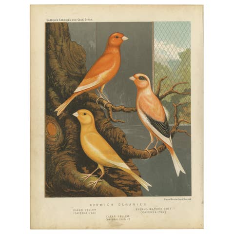 Antique Bird Print of the Norwich Canaries Clear Yellow 'Cayanne-Fed' and Other