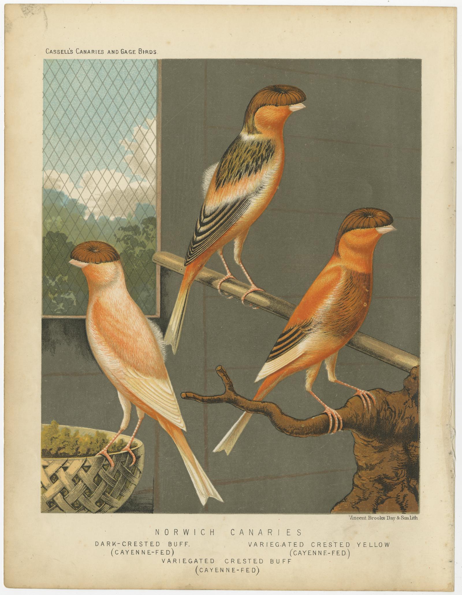 Antique bird print titled 'Norwich Canaries 1. Dark-Crested Buff (Cayenne-Fed) 2. Variegated Crested Buff (Cayenne-Fed) 3. Variegated Crested Yellow (Cayenne-Fed)' Old bird print depicting the Norwich Canaries: Dark-Crested Buff, Variegated Crested
