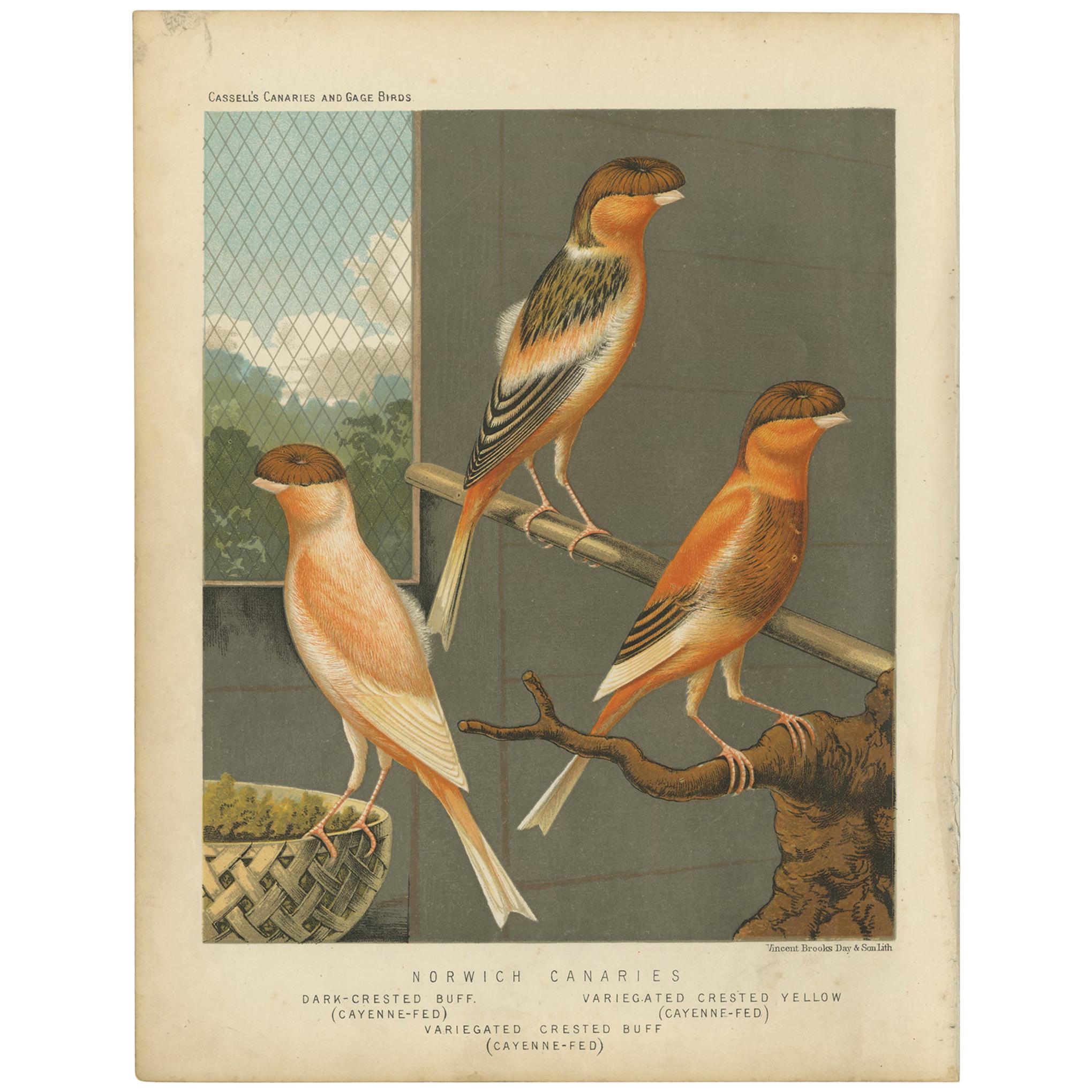 Gravure ancienne représentant les canaris de Norwich, les buffles à crête foncée et d'autres oiseaux