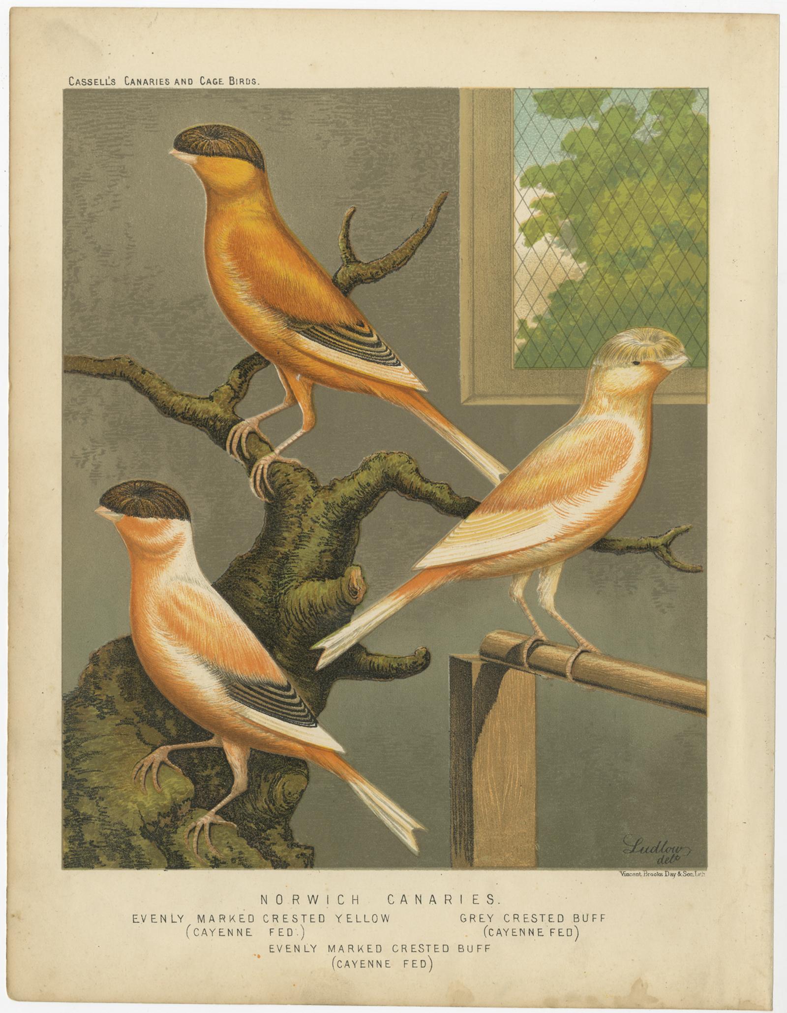 Antique bird print titled 'Norwich Canaries 1. Evenly Marked Crested Yellow (Cayenne Fed) 2. Grey Crested Buff (Cayenne Fed) 3. Evenly Marked Crested Buff (Cayenne Fed)' Old bird print depicting the Norwich Canaries: Evenly Marked Crested Yellow,