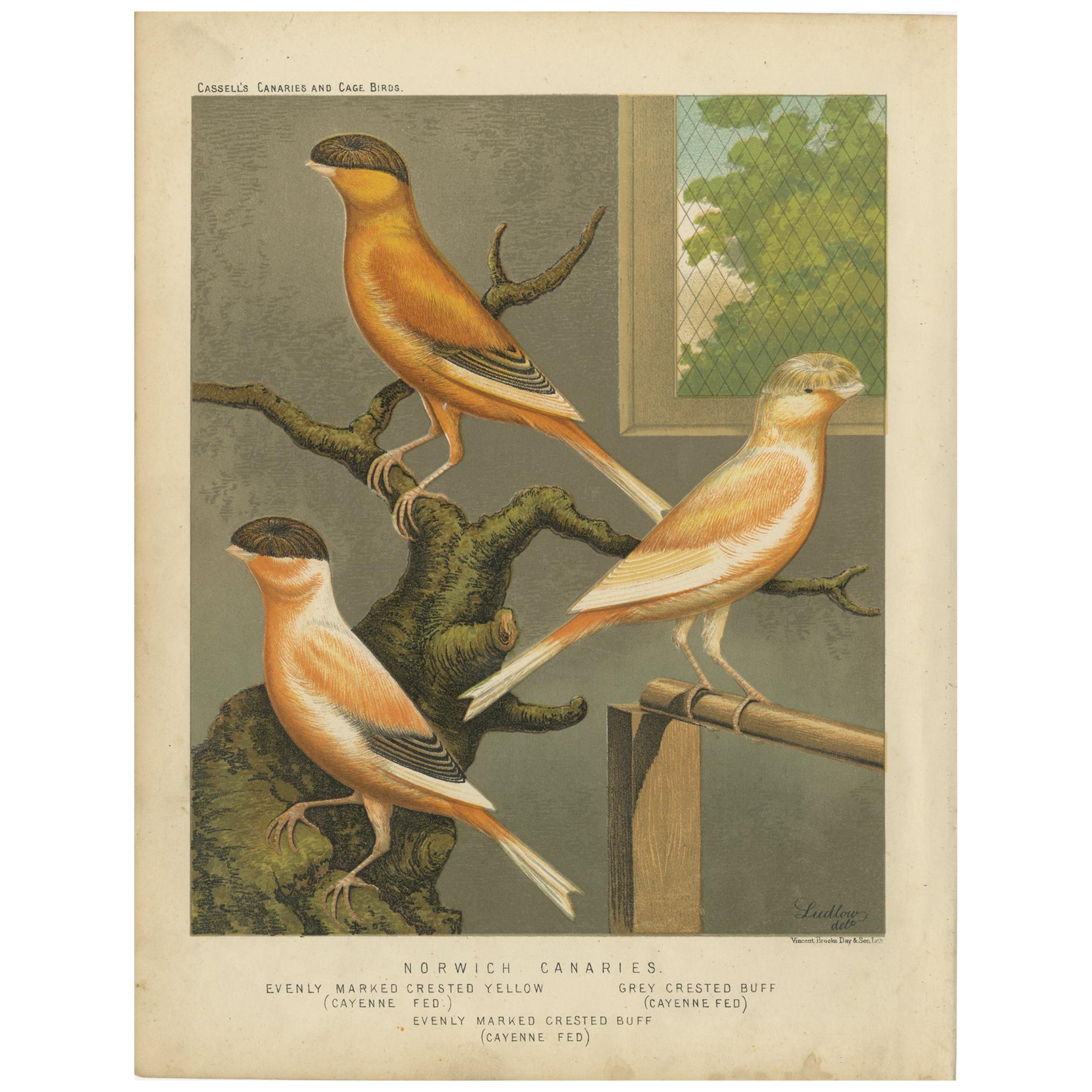 Antique Bird Print of the Norwich Canaries Evenly Marked Crested and Others