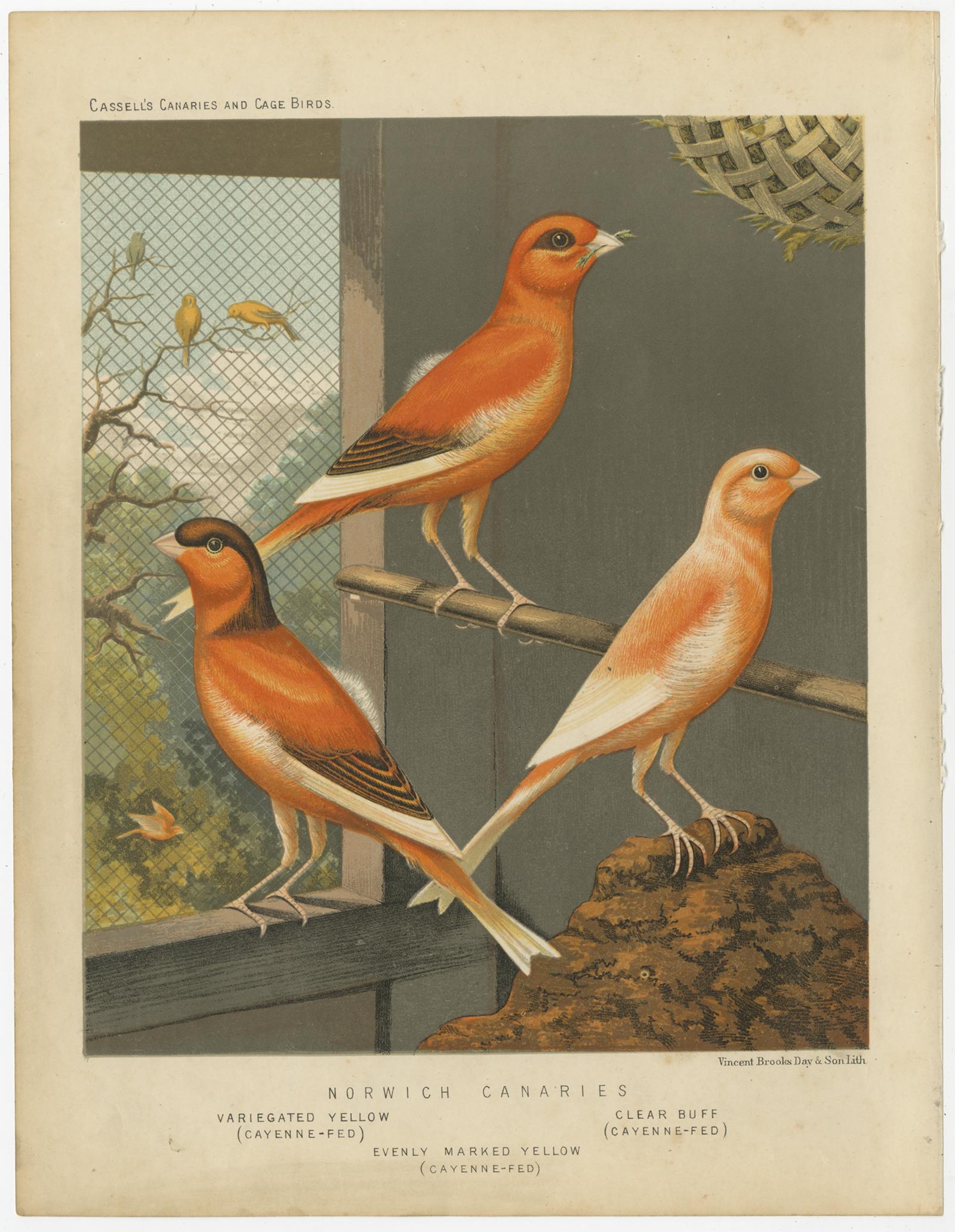 Antique bird print titled 'Norwich Canaries 1. Variegated Yellow (Cayenne-Fed) 2. Evenly Marked Yellow (Cayenne-Fed) 3. Clear Buff (Cayenne-Fed)' Old bird print depicting the Norwich Canaries: Variegated Yellow, Evenly Marked Yellow, Clear Buff.