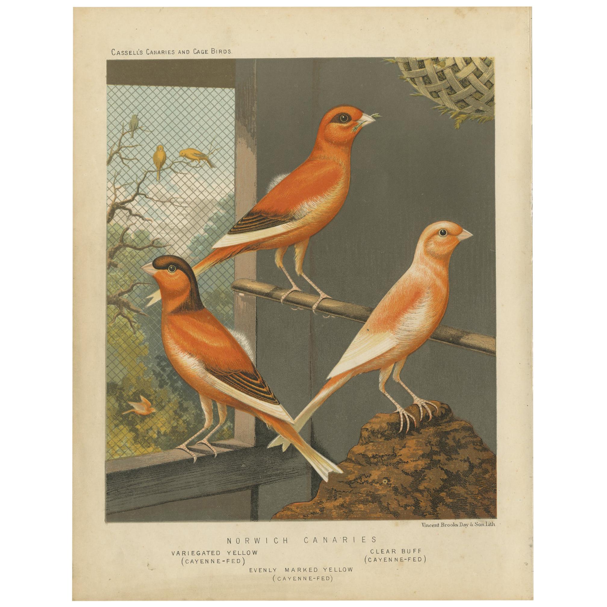 Antique Bird Print of the Norwich Canaries, Variegated Yellow and Others For Sale