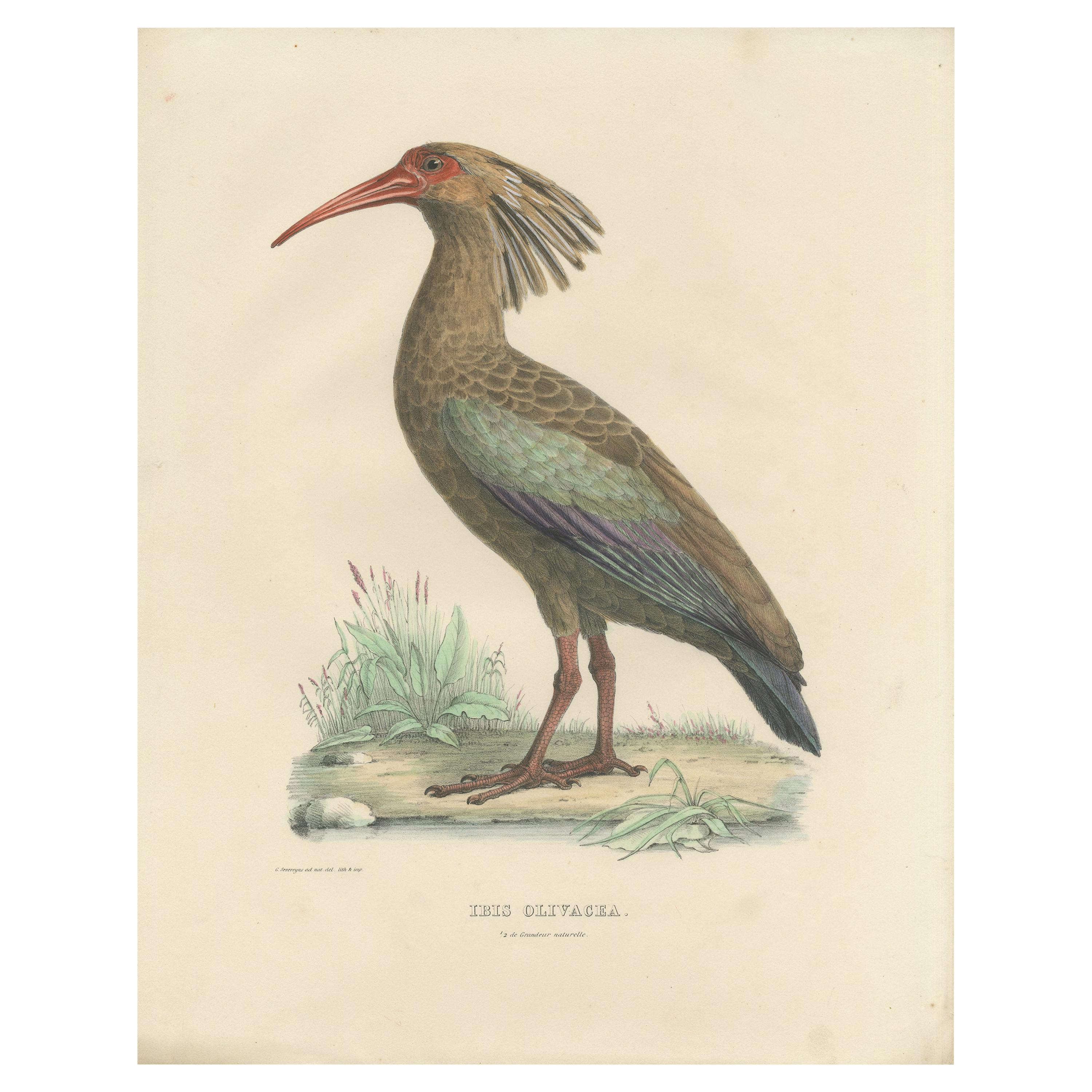 Impression oiseau antique de l'Ibis d'olivier par Severeyns, vers 1850 en vente