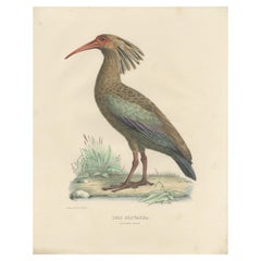 Antiker antiker Vogeldruck des Oliven-Ibis von Severeyns, um 1850