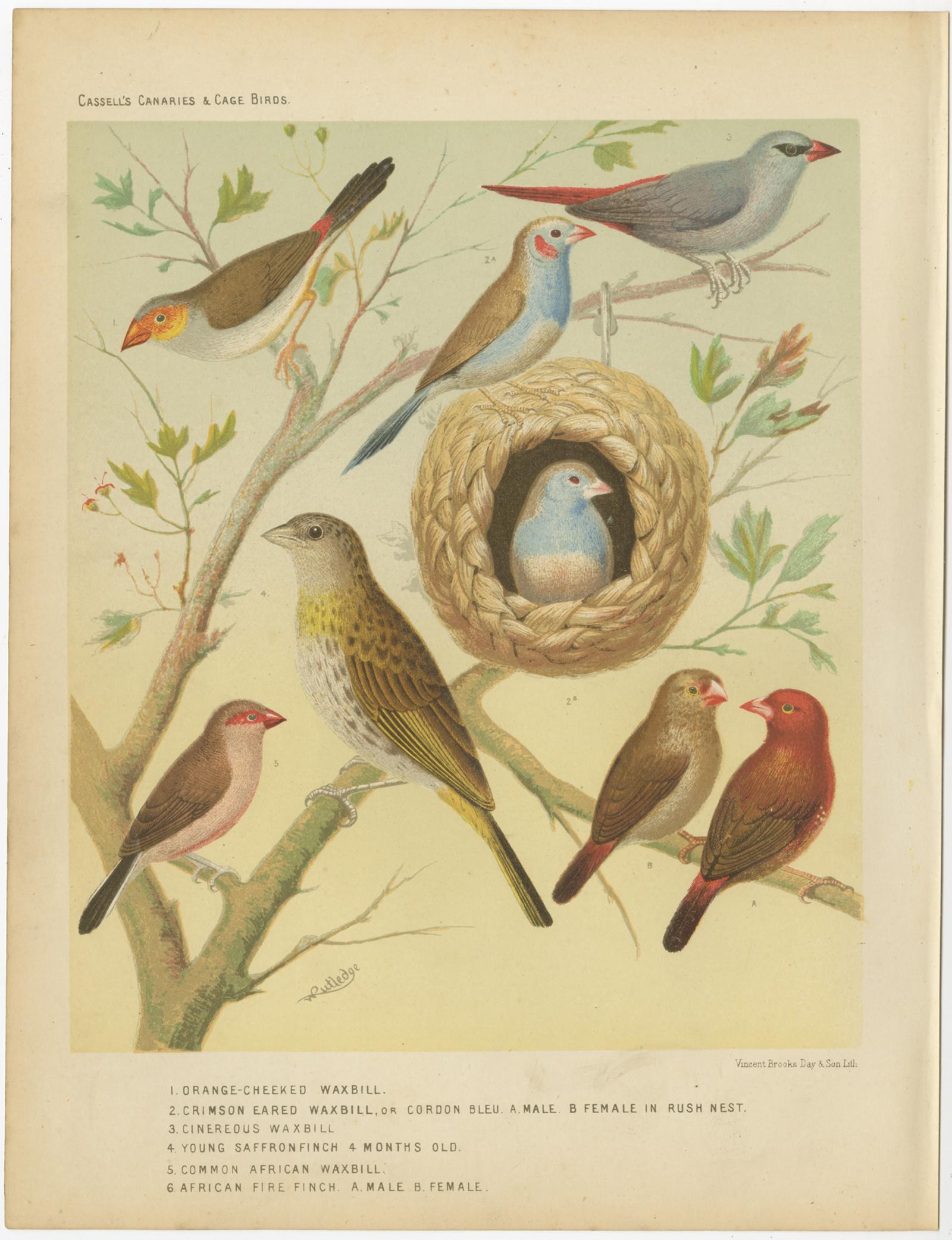 Antique bird print titled '1. Orange-cheeked Waxbill 2. Crimson Eared Waxbill, or Cordon Blue 3. Cinereous Waxbill 4. Young Saffronfinch 4 months old 5. Common African Waxbill 6. African Fire Finch A.Male B. Female' Old bird print depicting the