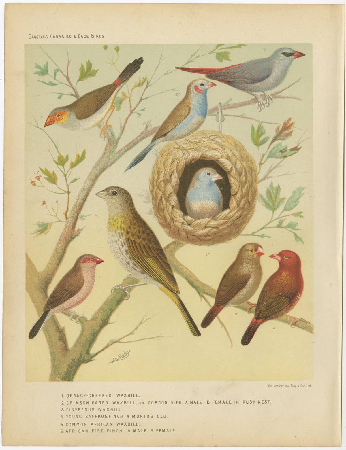 Antique Bird Print of the Orange-Cheeked Waxbill Cordon Blue and Others