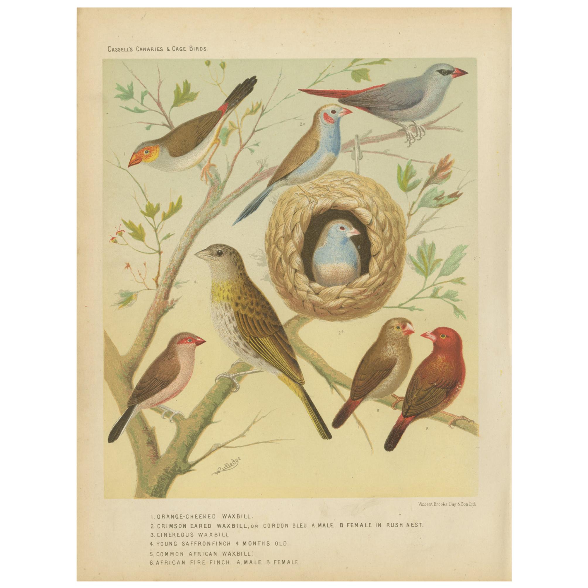 Antique Bird Print of the Orange-Cheeked Waxbill Cordon Blue and Others For Sale