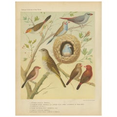 Antique Bird Print of the Orange-Cheeked Waxbill Cordon Blue and Others