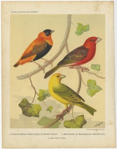 Antique Bird Print of the Orange Weaver, Red-Headed Weaver and Saffron Finch
