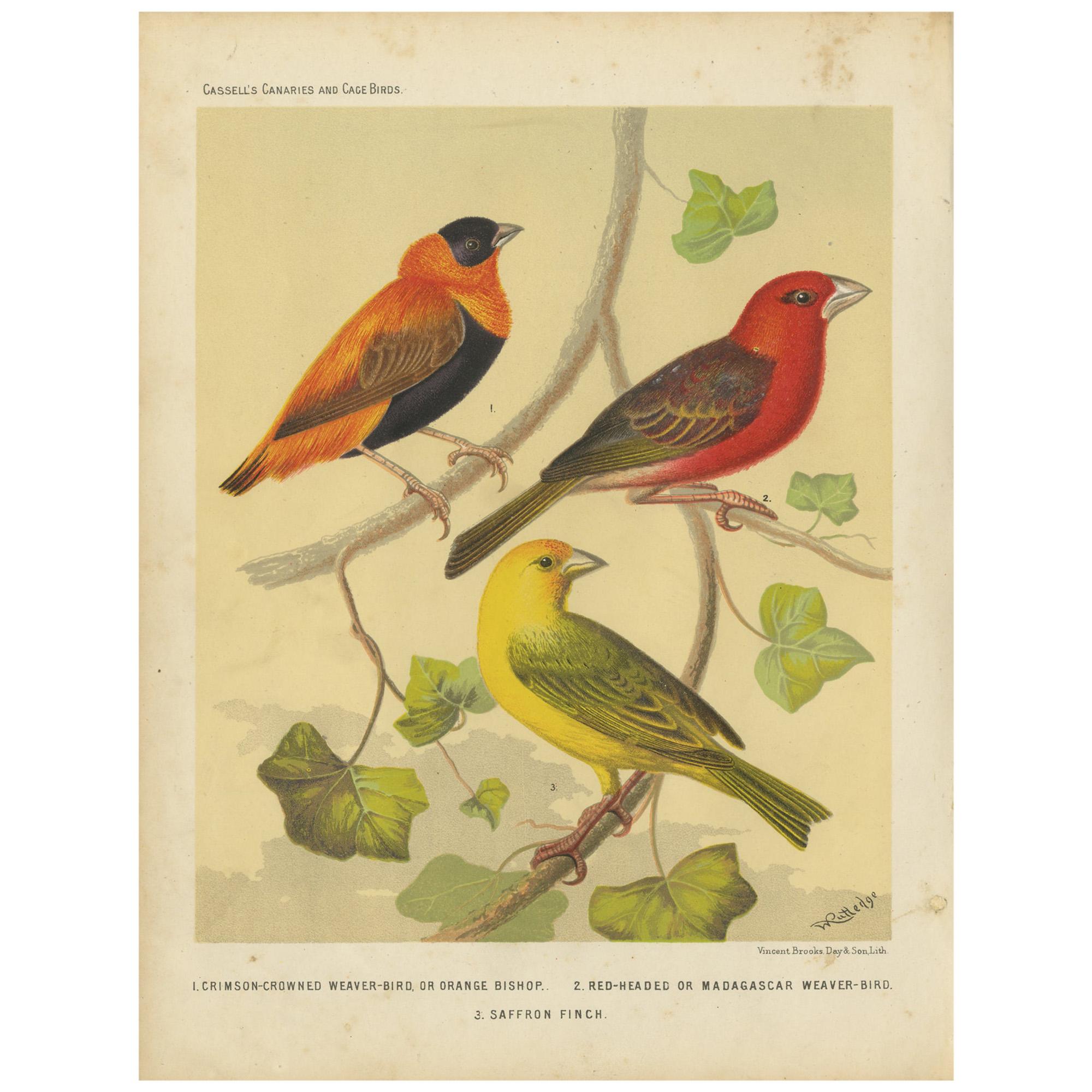 Impression ancienne d'oiseau du tisserand orange, de tisserand à la pointe rouge et de safran