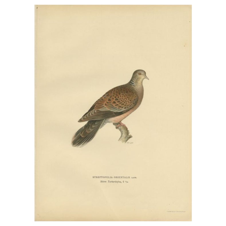 Antiker Vogeldruck der orientalischen Schildkrötentruhe, 1929 im Angebot