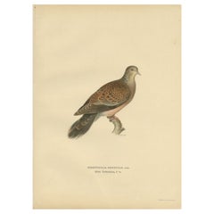 Antiker Vogeldruck der orientalischen Schildkrötentruhe, 1929