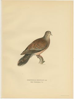 Antique Bird Print of the Oriental Turtle Dove by Von Wright, 1929