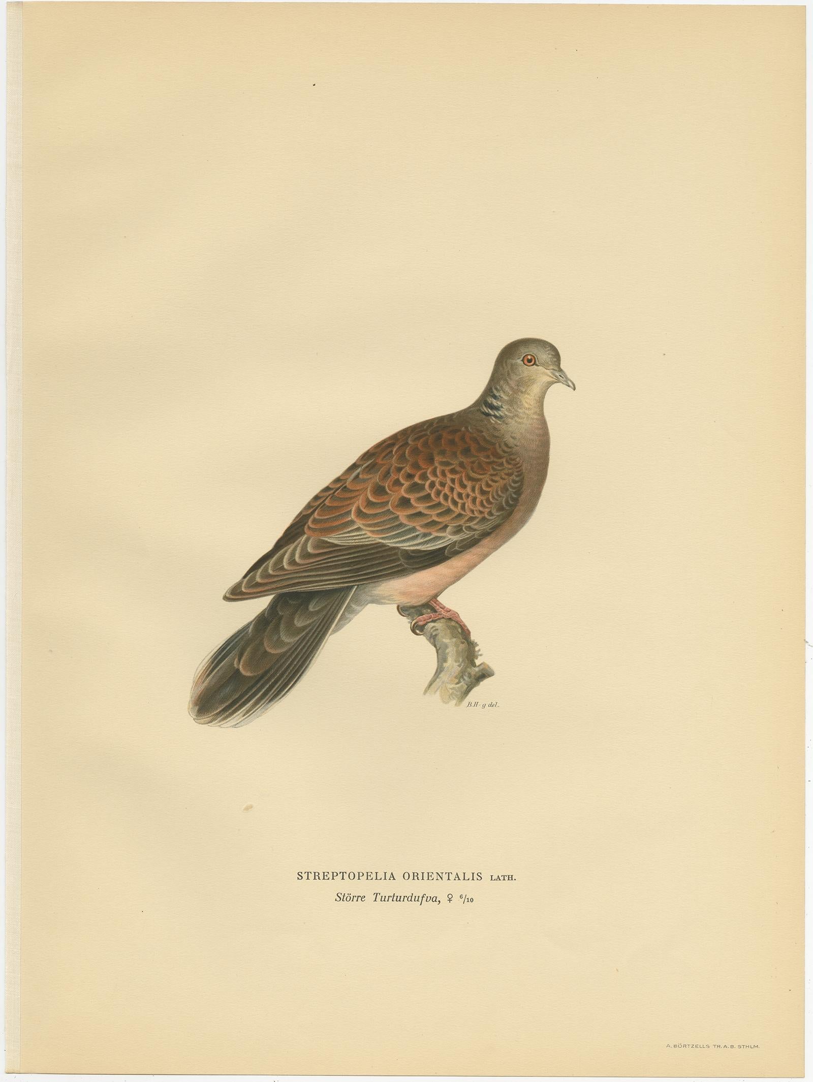 Stampa antica di uccelli della tortora orientale di Von Wright, 1929 In condizioni buone in vendita a Langweer, NL