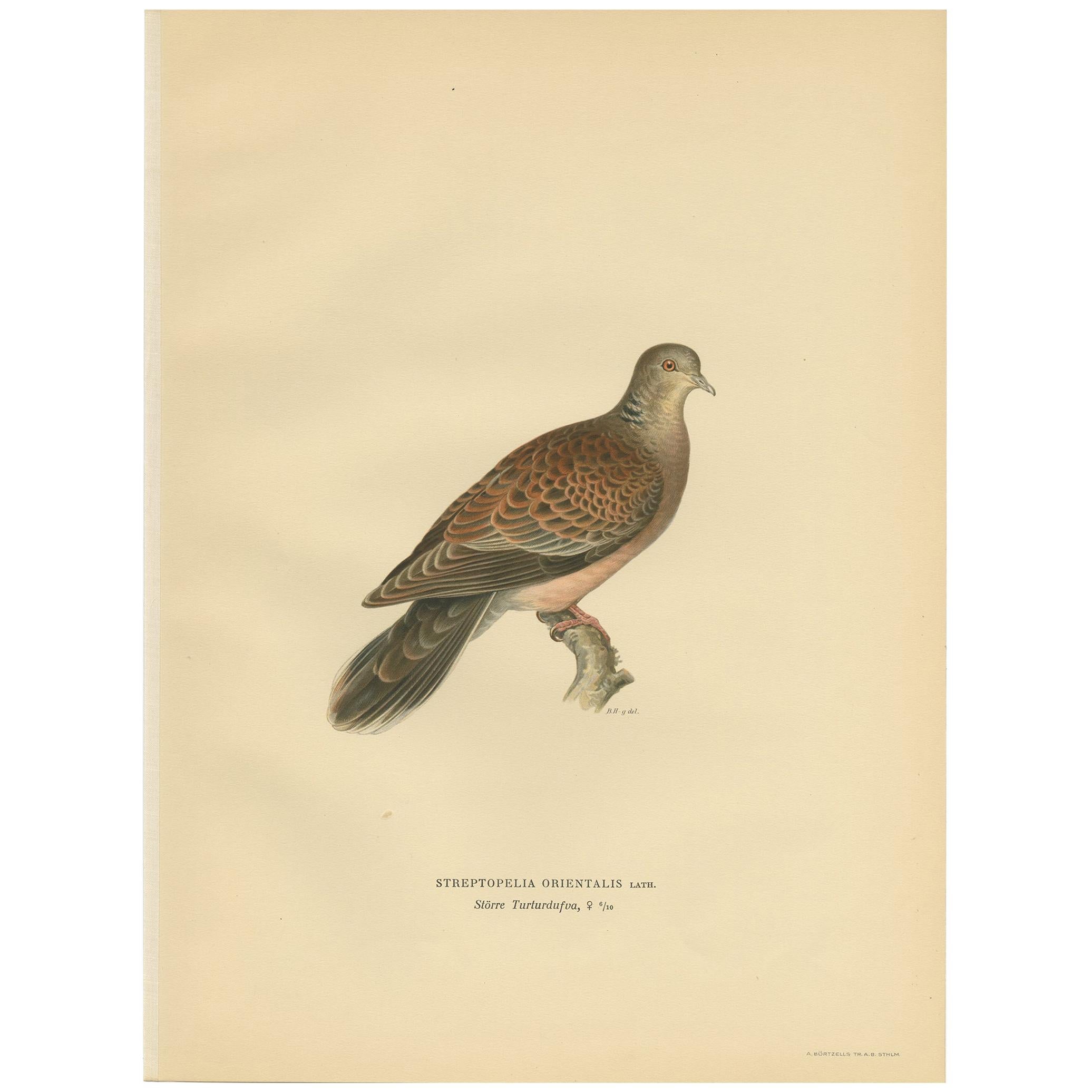 Antique Bird Print of the Oriental Turtle Dove by Von Wright, 1929 For Sale