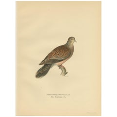 Antique Bird Print of the Oriental Turtle Dove by Von Wright, 1929