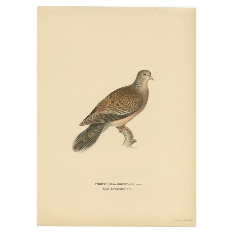 Antique Bird Print of The Oriental Turtle Dove by Von Wright, 1929