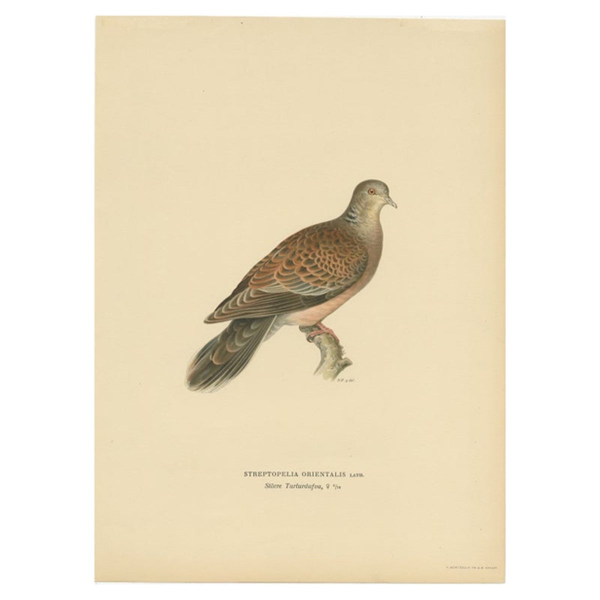 Antique Bird Print of The Oriental Turtle Dove by Von Wright, 1929