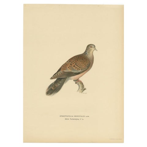 Antique Bird Print of The Oriental Turtle Dove by Von Wright, 1929