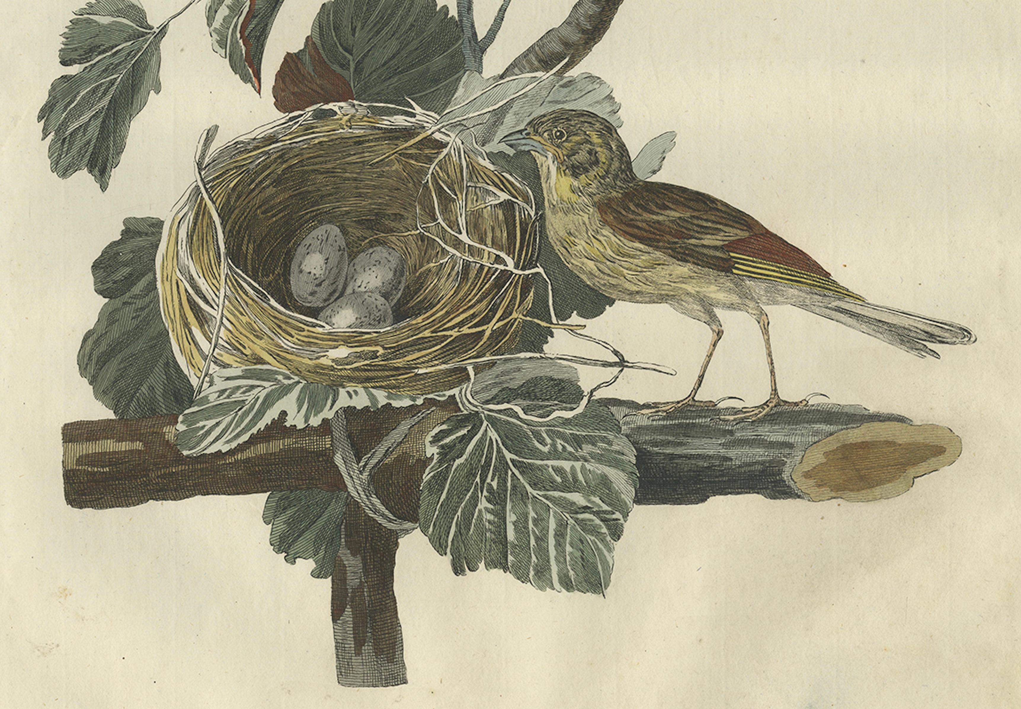 Engraved Ortolan Bunting – Antique Dutch Bird Print by Sepp & Nozeman, 1789 For Sale
