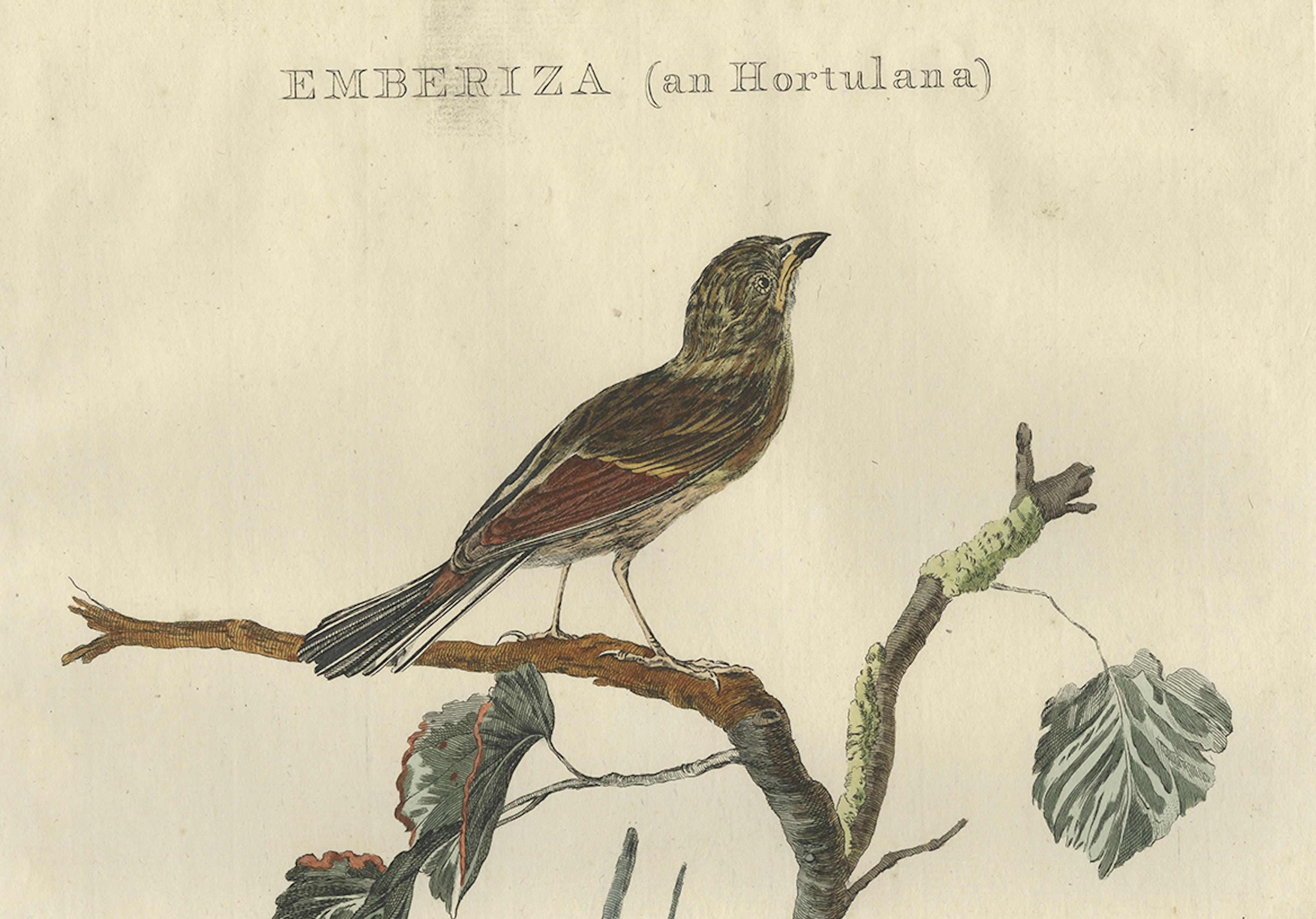 Ortolan Bunting – Antique Dutch Bird Print by Sepp & Nozeman, 1789 In Good Condition For Sale In Langweer, NL