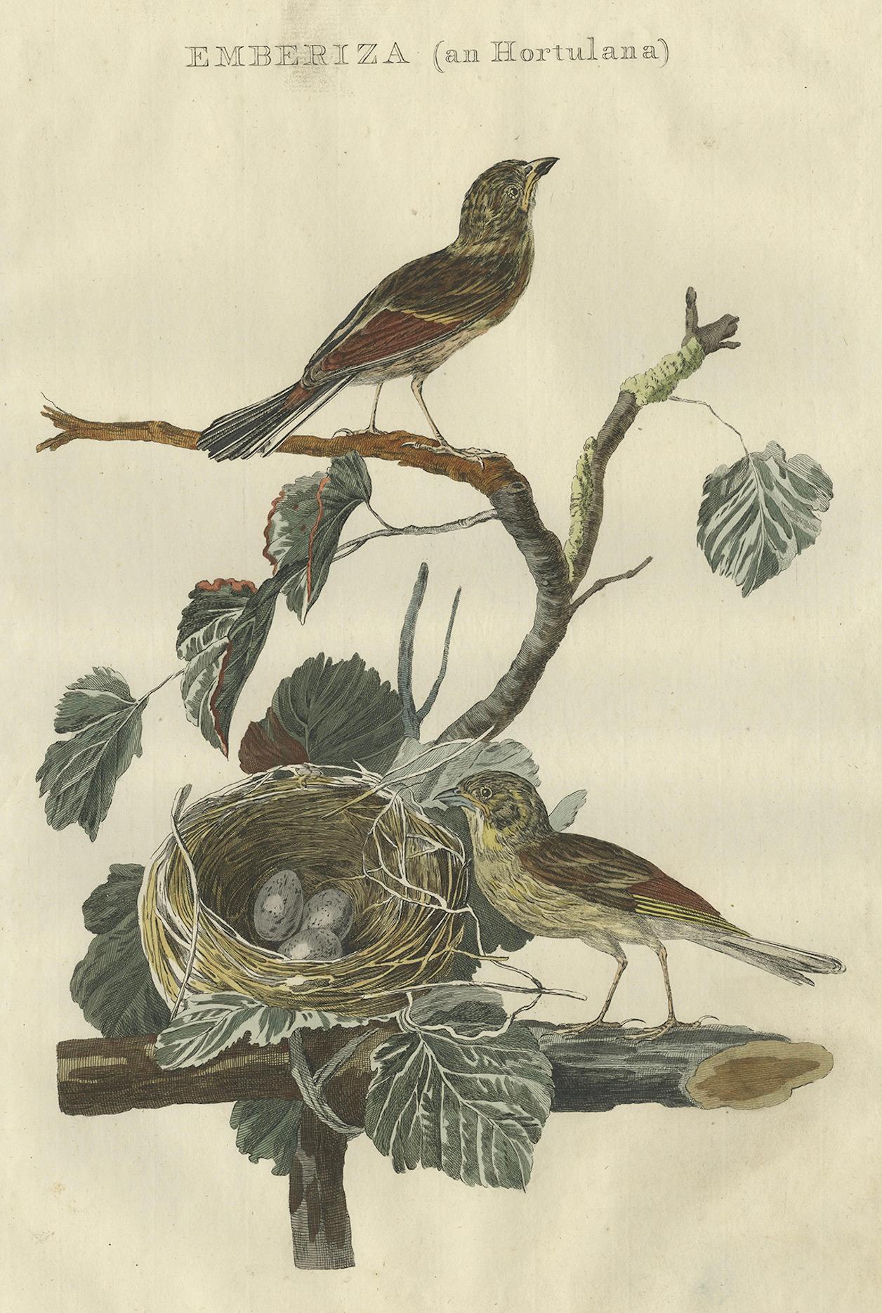 18th Century and Earlier Ortolan Bunting – Antique Dutch Bird Print by Sepp & Nozeman, 1789 For Sale