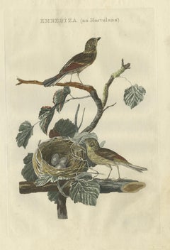 Antiker Vogeldruck der Ortolaner Einfassung von Sepp & Nozeman, 1789