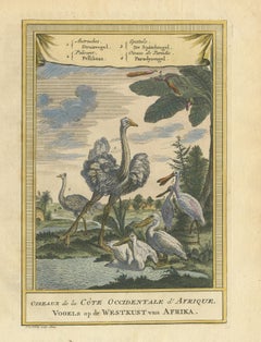 Antique Bird Print of the Ostrich, Pelican, Spatula Bird and Bird of Paradise