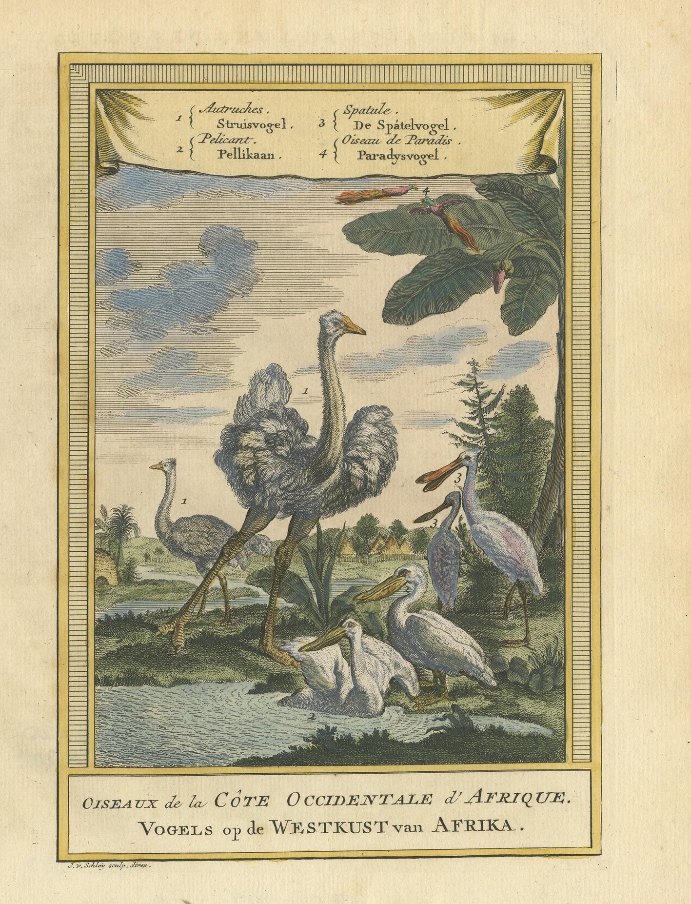 Antique Bird Print of the Ostrich, Pelican, Spatula Bird and Bird of Paradise In Good Condition In Langweer, NL