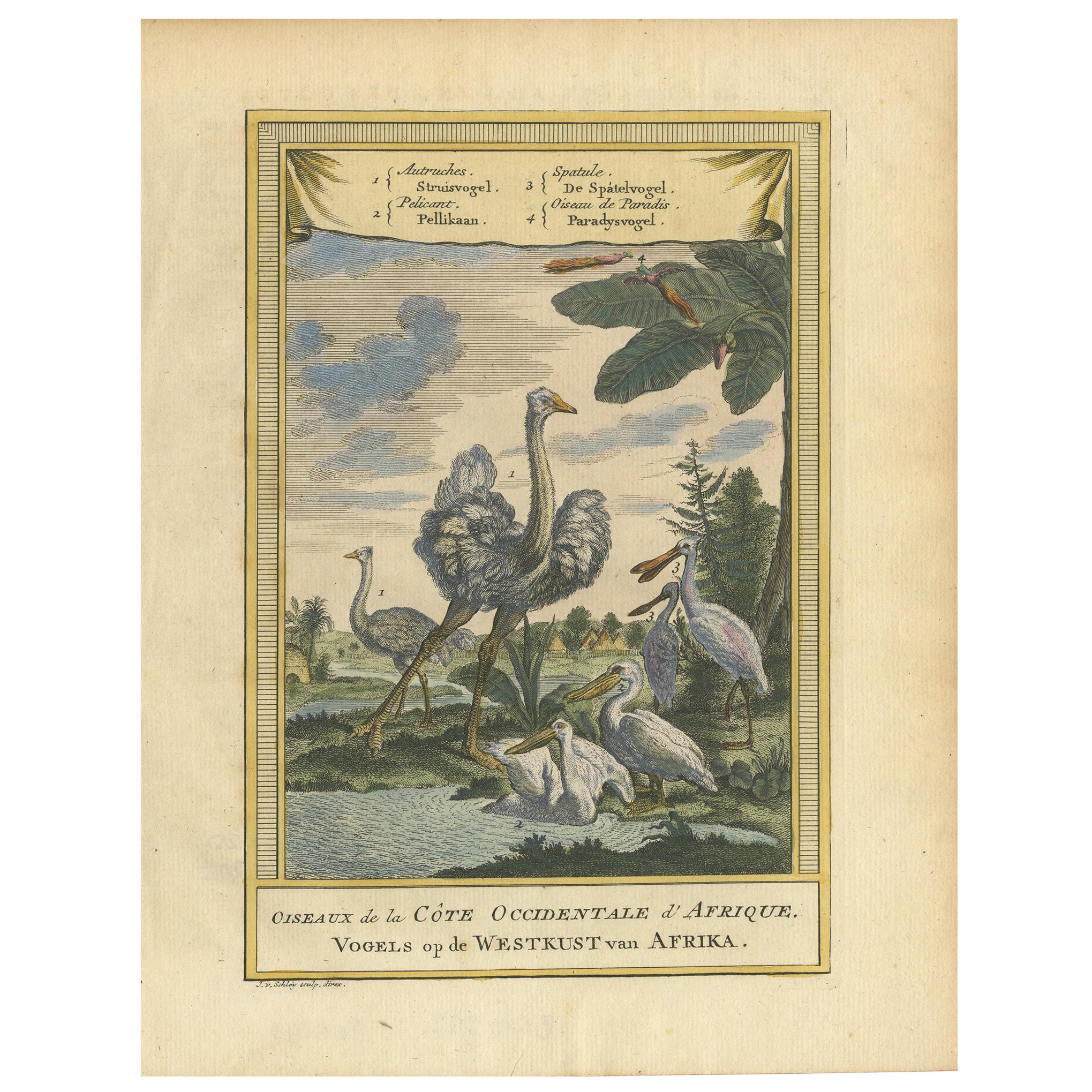 Antique Bird Print of the Ostrich, Pelican, Spatula Bird and Bird of Paradise