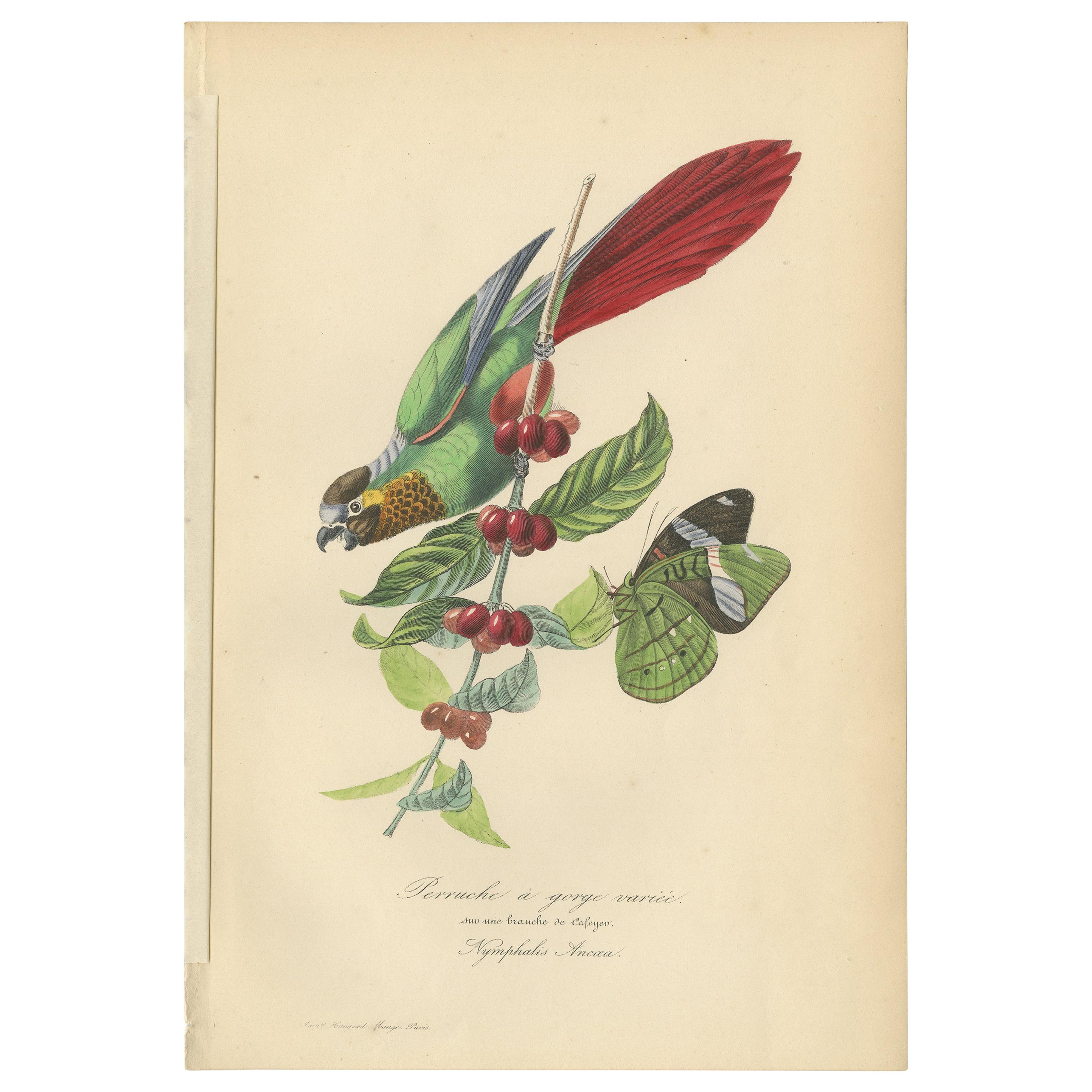 Antique Bird Print of the Painted Parakeet and a Butterfly '1853'