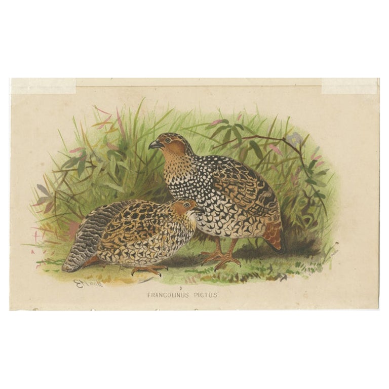 Antiker Vogeldruck des bemalten Partridges von Hume & Marshall, 1879