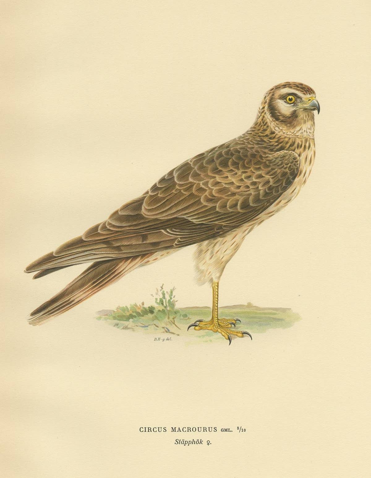Antique Bird Print of the Pallid Harrier by Von Wright '1929'