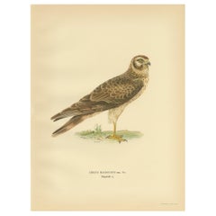 Antique Bird Print of the Pallid Harrier by Von Wright '1929'