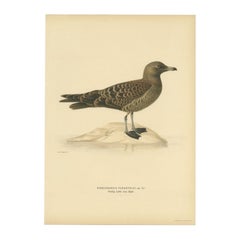 Impression ancienne d'oiseau Parasitic Jaeger, 1929