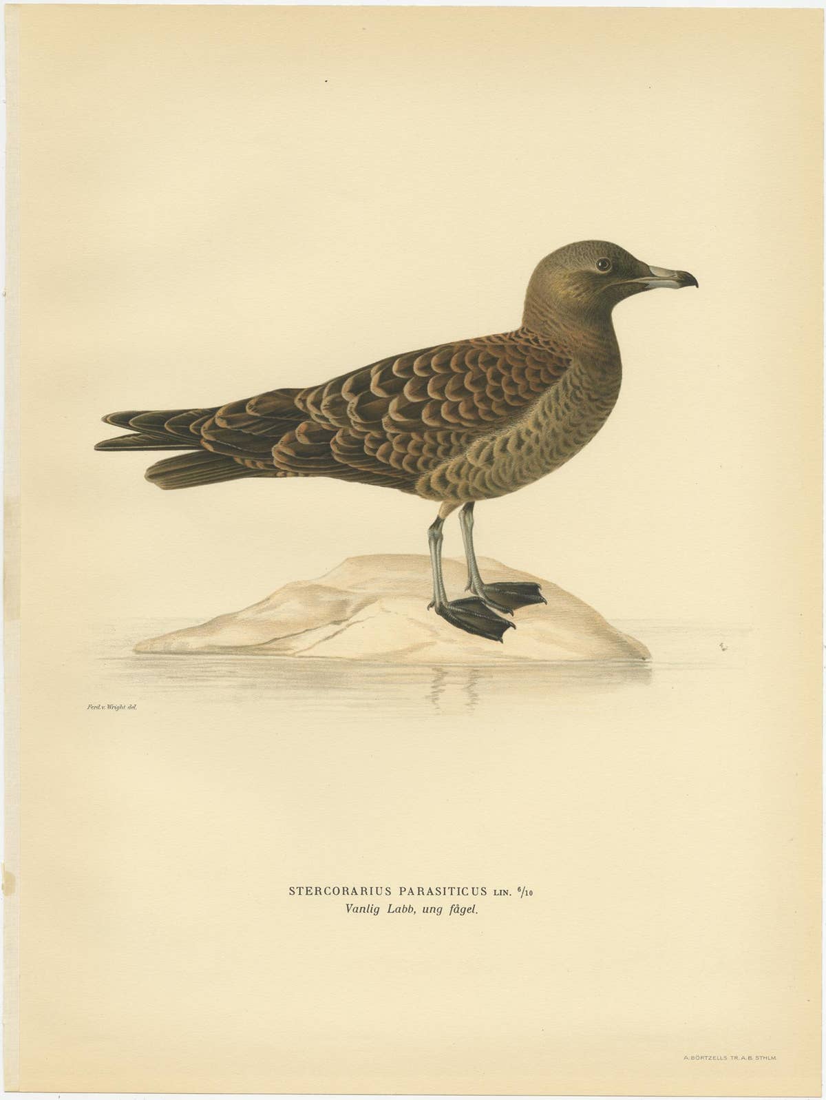 Antique Bird Print of the Parasitic Jaeger by Von Wright, 1929