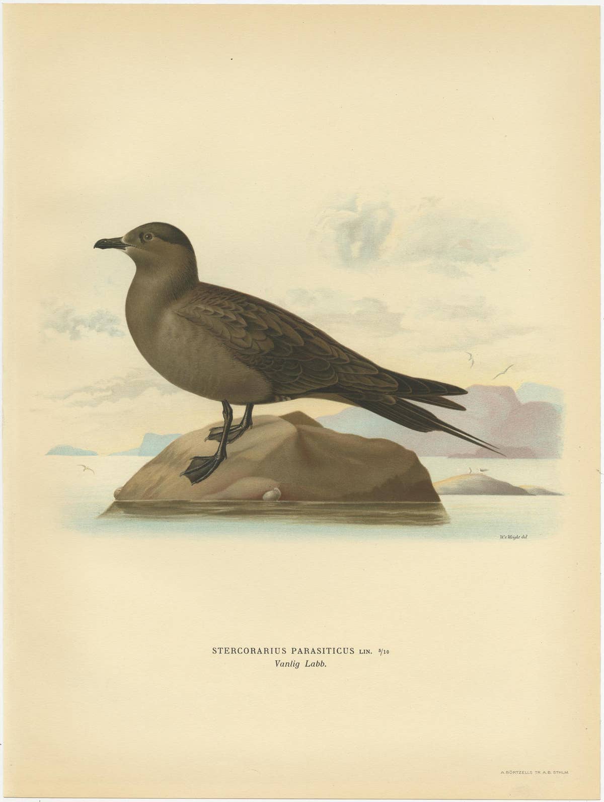 Antique Bird Print of the Parasitic Jaeger by Von Wright, 1929