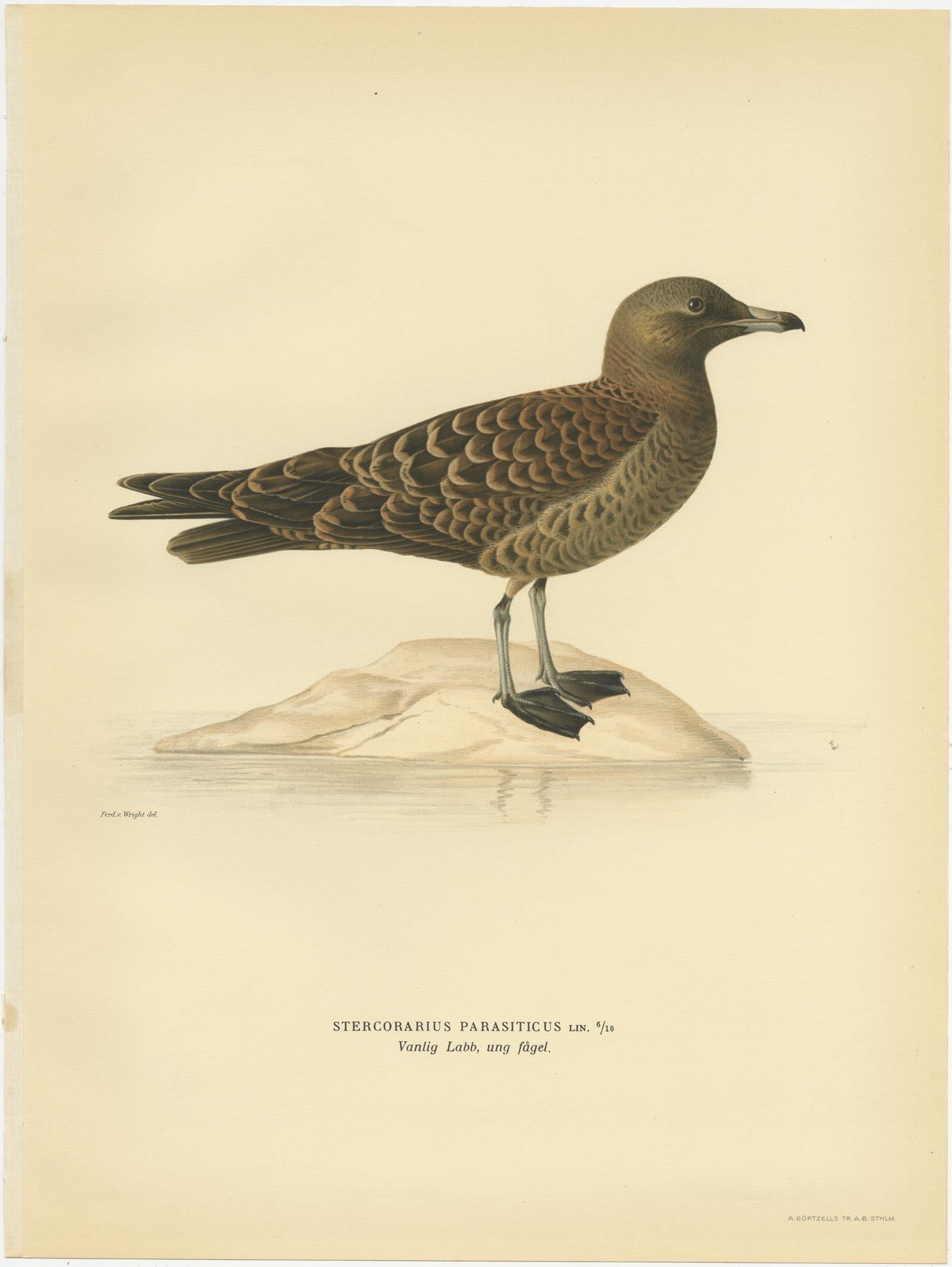 Antique Bird Print of the Parasitic Jaeger by Von Wright, 1929 In Good Condition For Sale In Langweer, NL