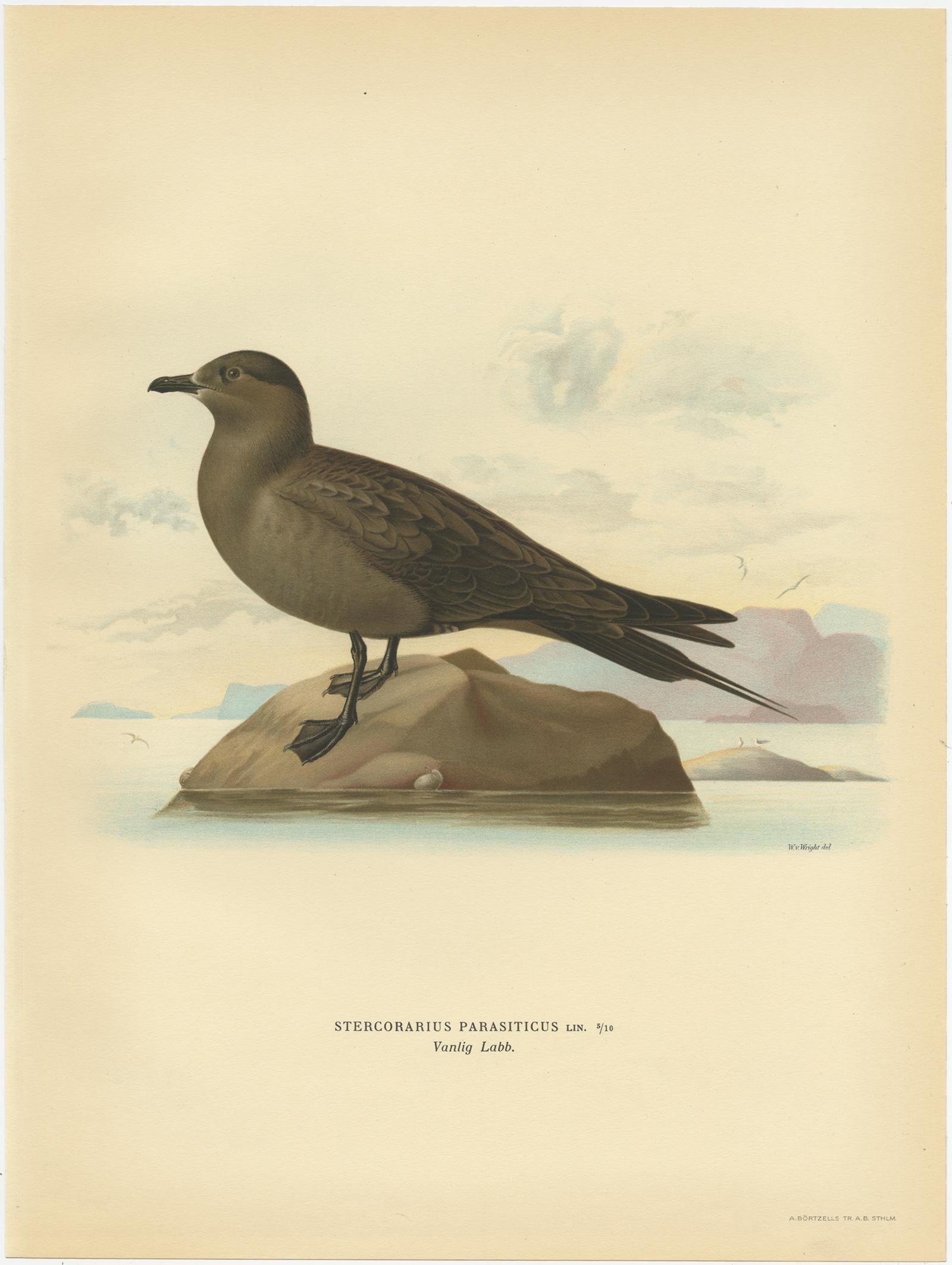 20th Century Antique Bird Print of the Parasitic Jaeger by Von Wright, 1929 For Sale